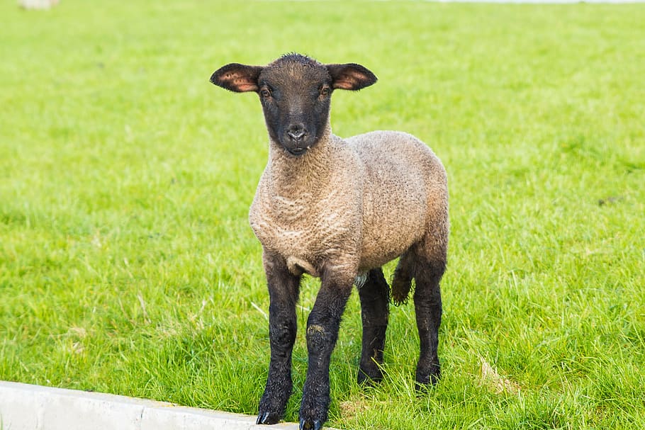 brown and black sheep standing on green grass field, lamb, easter HD wallpaper