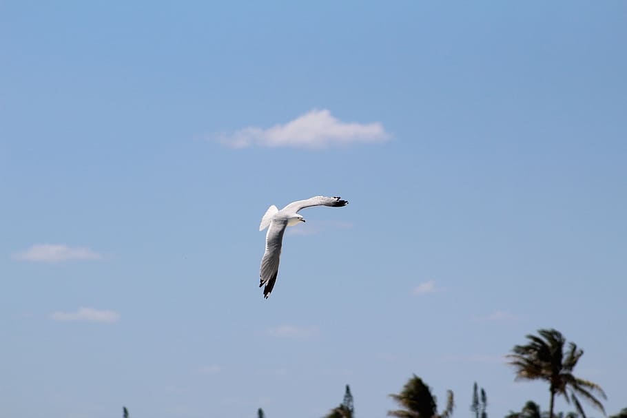 white bird, flying white and black gull under blue sky, seagull HD wallpaper