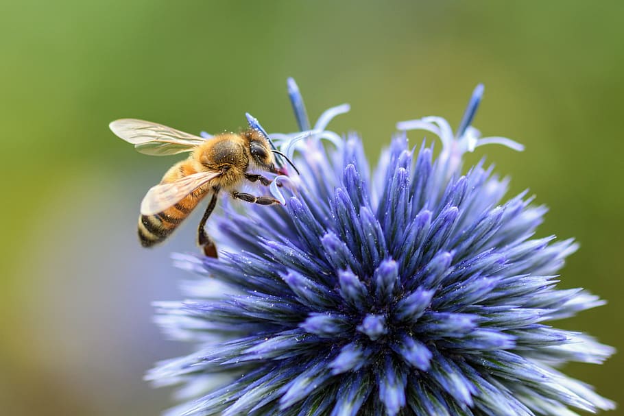 yellow bee on blue flower, thistle, insect, forage, macro, flowering plant HD wallpaper