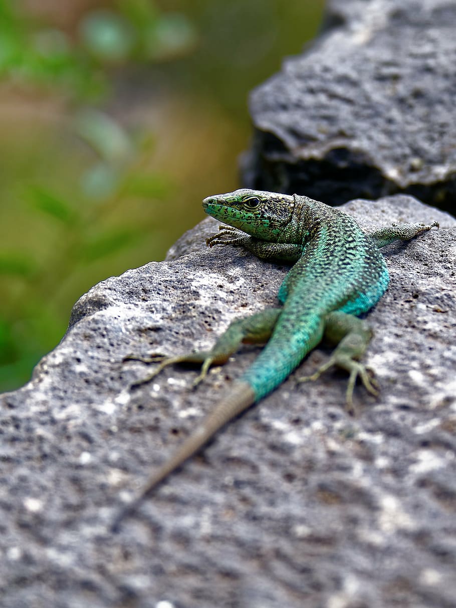 lizard, stone wall, reptile, curious, animal world, creature HD wallpaper
