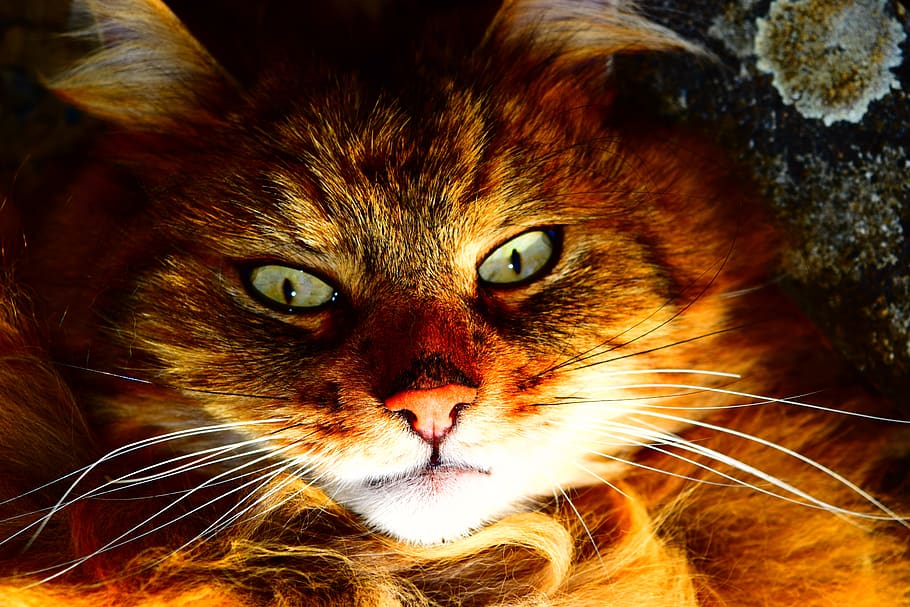 cat, close up, head, view, domestic cat, looking at camera HD wallpaper