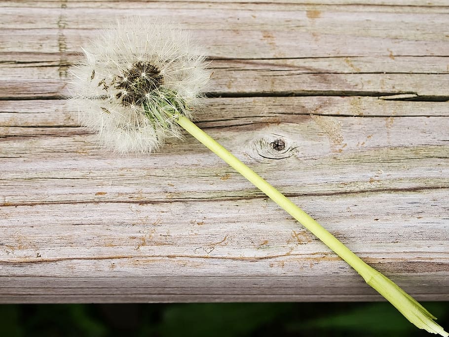 dandelion, flower, piantelegno, wood - Material, nature, animal HD wallpaper