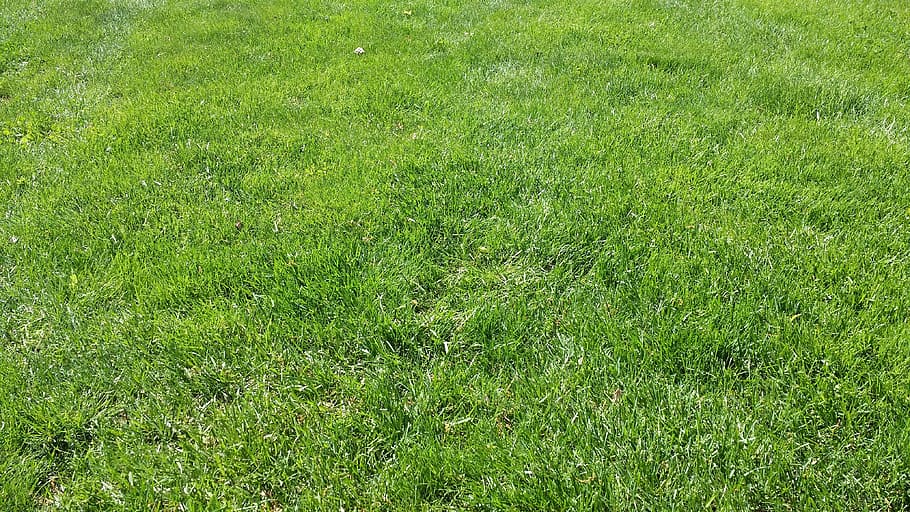 Grass, Green, Lawn, Turf, green color, nature, field, meadow HD wallpaper