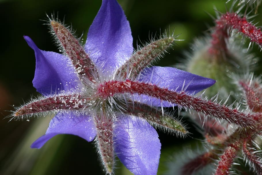 borage, flower, field, plant, flowering plant, growth, close-up HD wallpaper