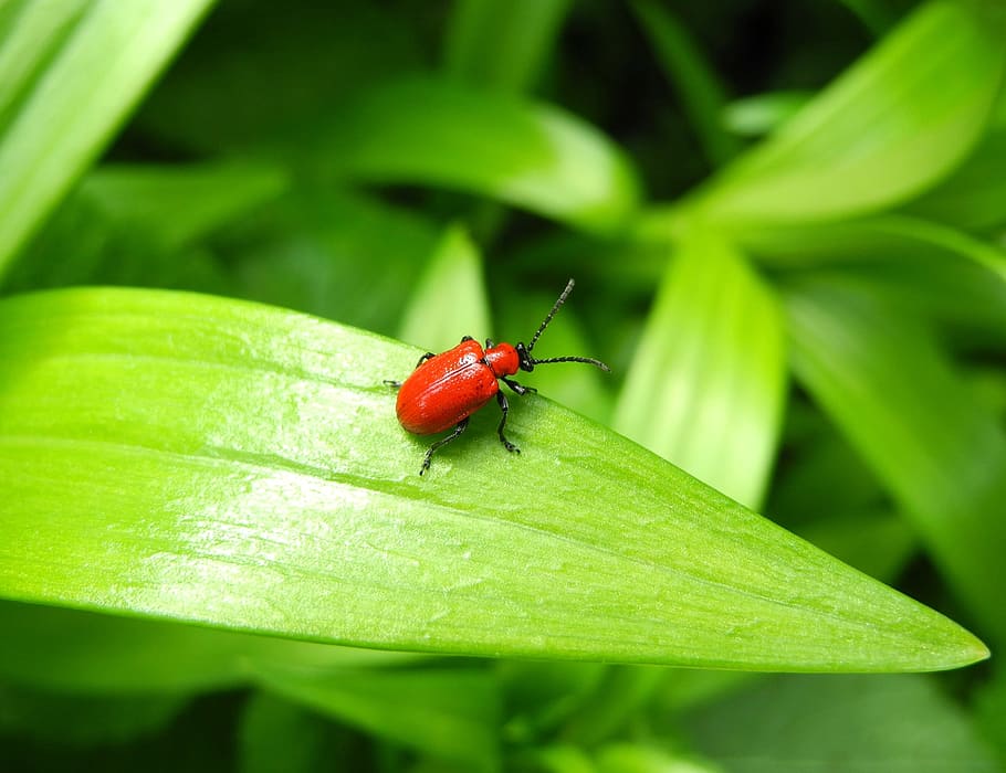 Lily Beetle, Red Bug, foliage, nature, insect, animals in the wild HD wallpaper