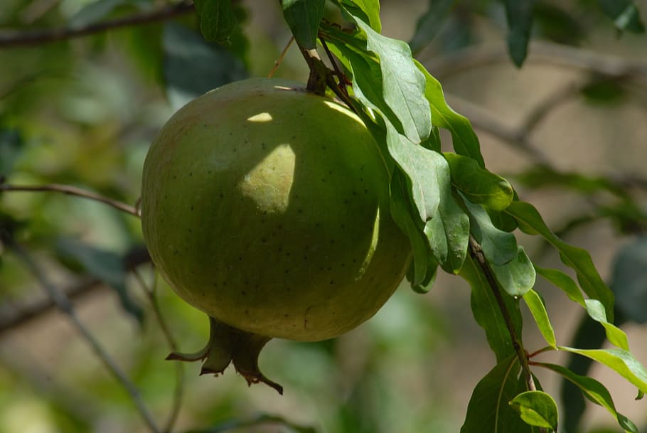granada, fruit, flora, food and drink, healthy eating, plant HD wallpaper
