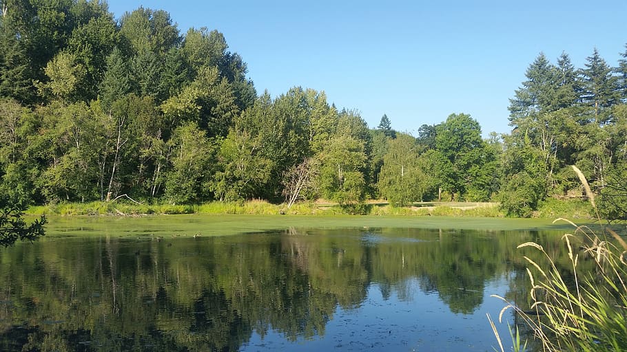 water, reflection, trees, background, sky, beautiful, plant HD wallpaper