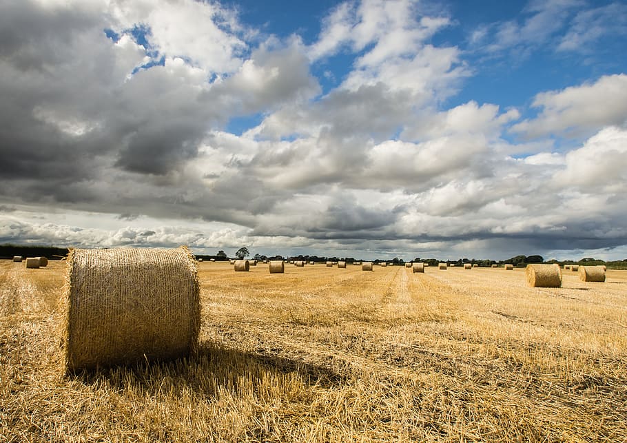 pile of hay under gray sky, field, autumn, farm, agriculture, HD wallpaper