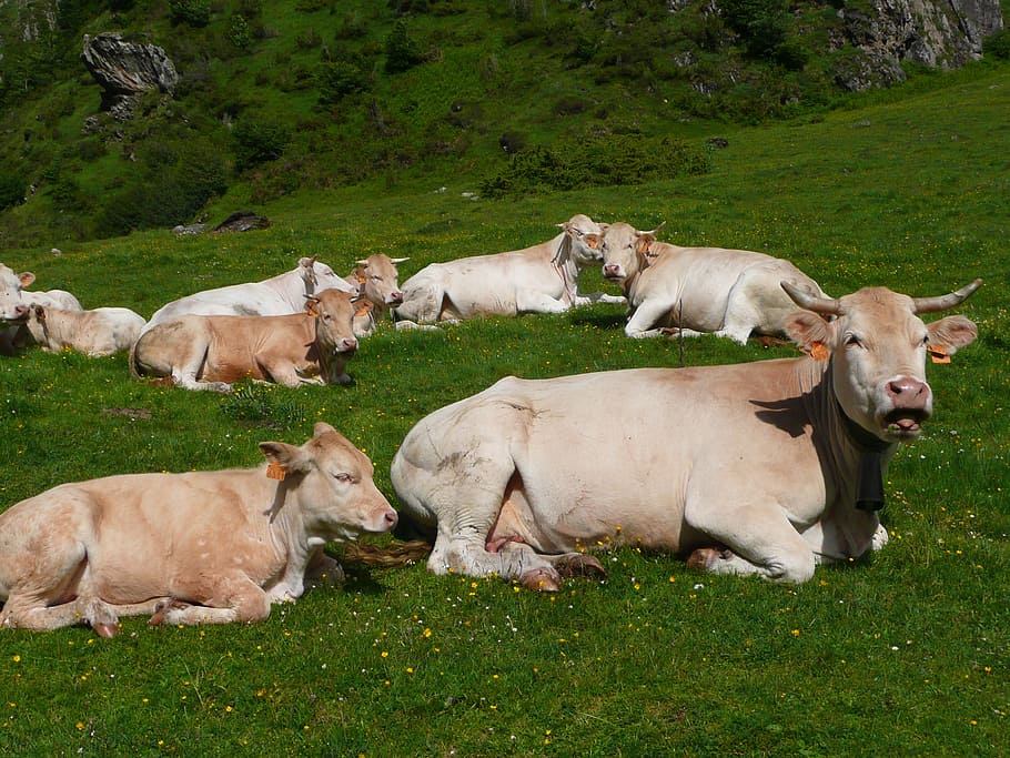 pets, cows, pyrenees, domestic animals, mammal, animal themes HD wallpaper
