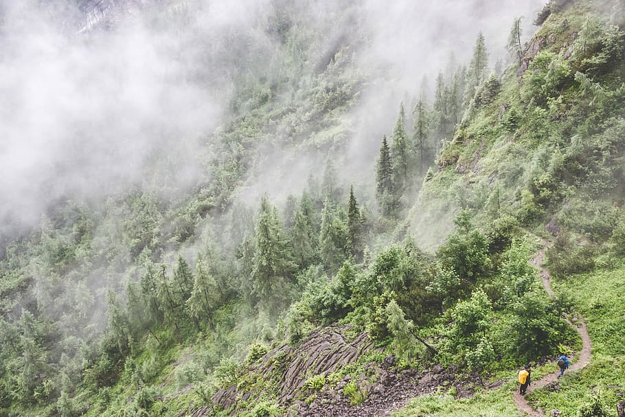 two person walking on hill in forest with fog, forest during daytime HD wallpaper
