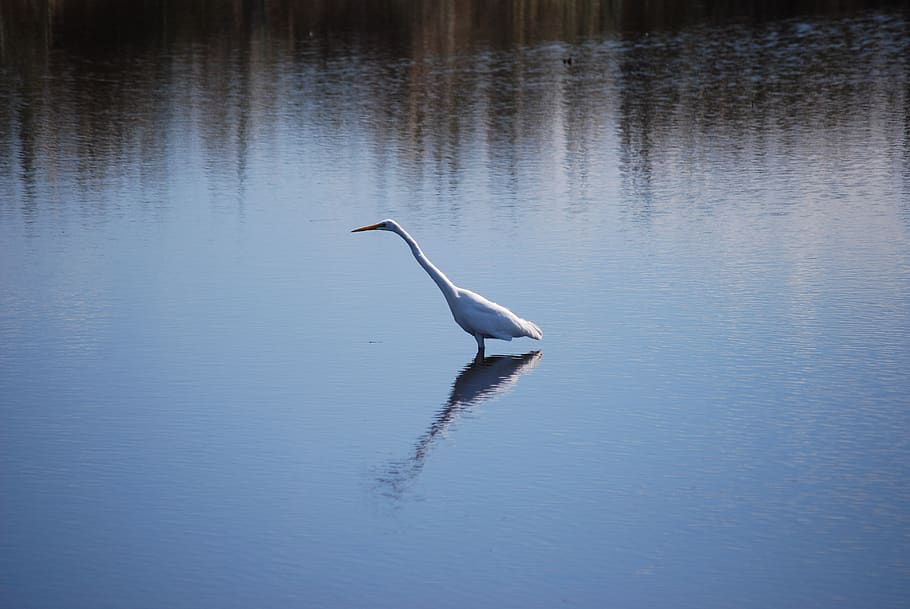bird, lake, animal themes, animal wildlife, animals in the wild HD wallpaper
