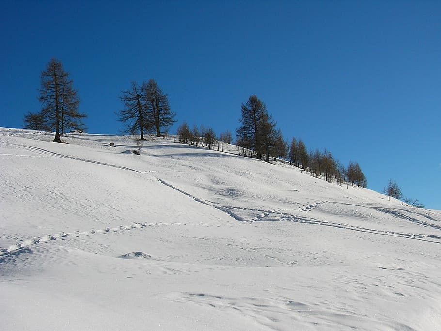 winter, snow, trees, white, winter landscape, cold temperature HD wallpaper