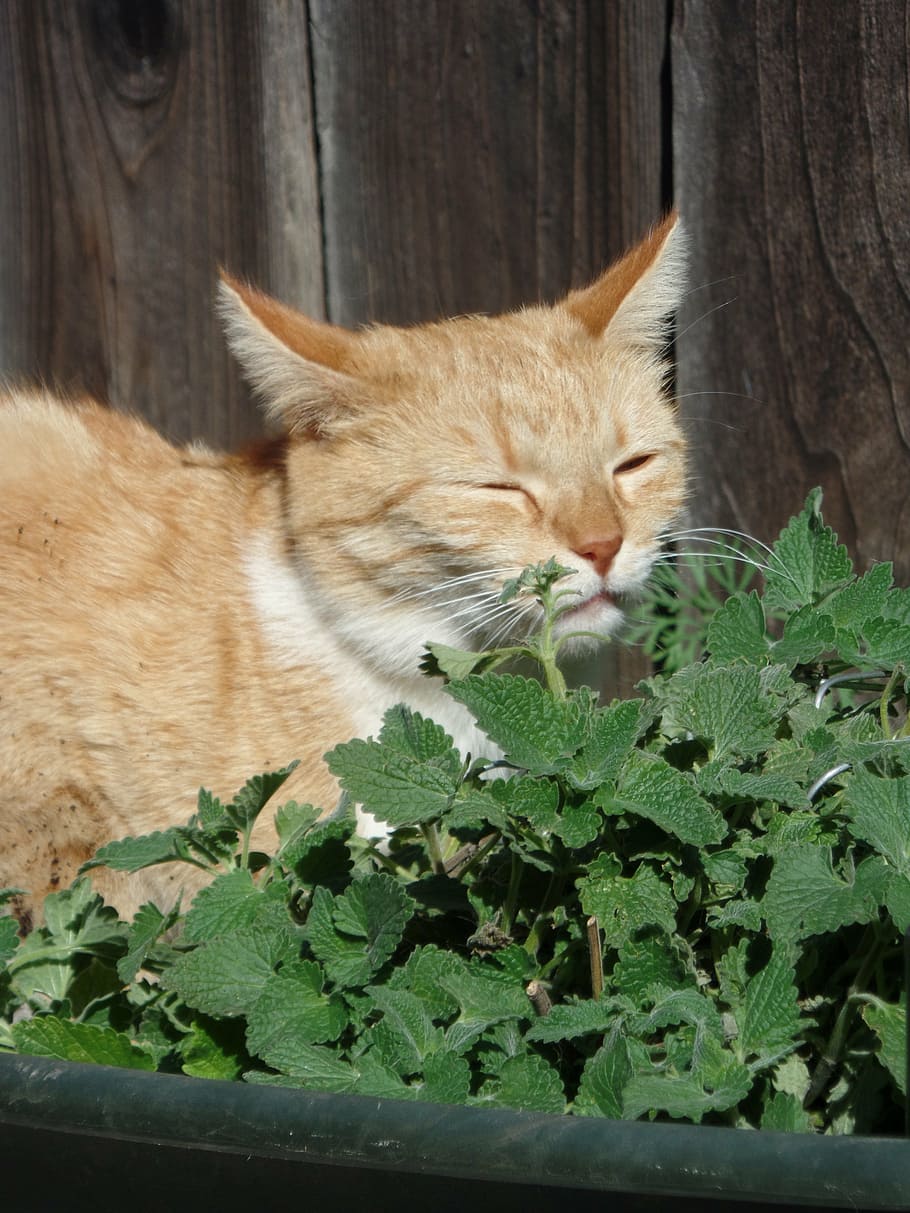 tabby cat beside plant, catnip, cute, sniff, smell, kitty, adorable, HD wallpaper
