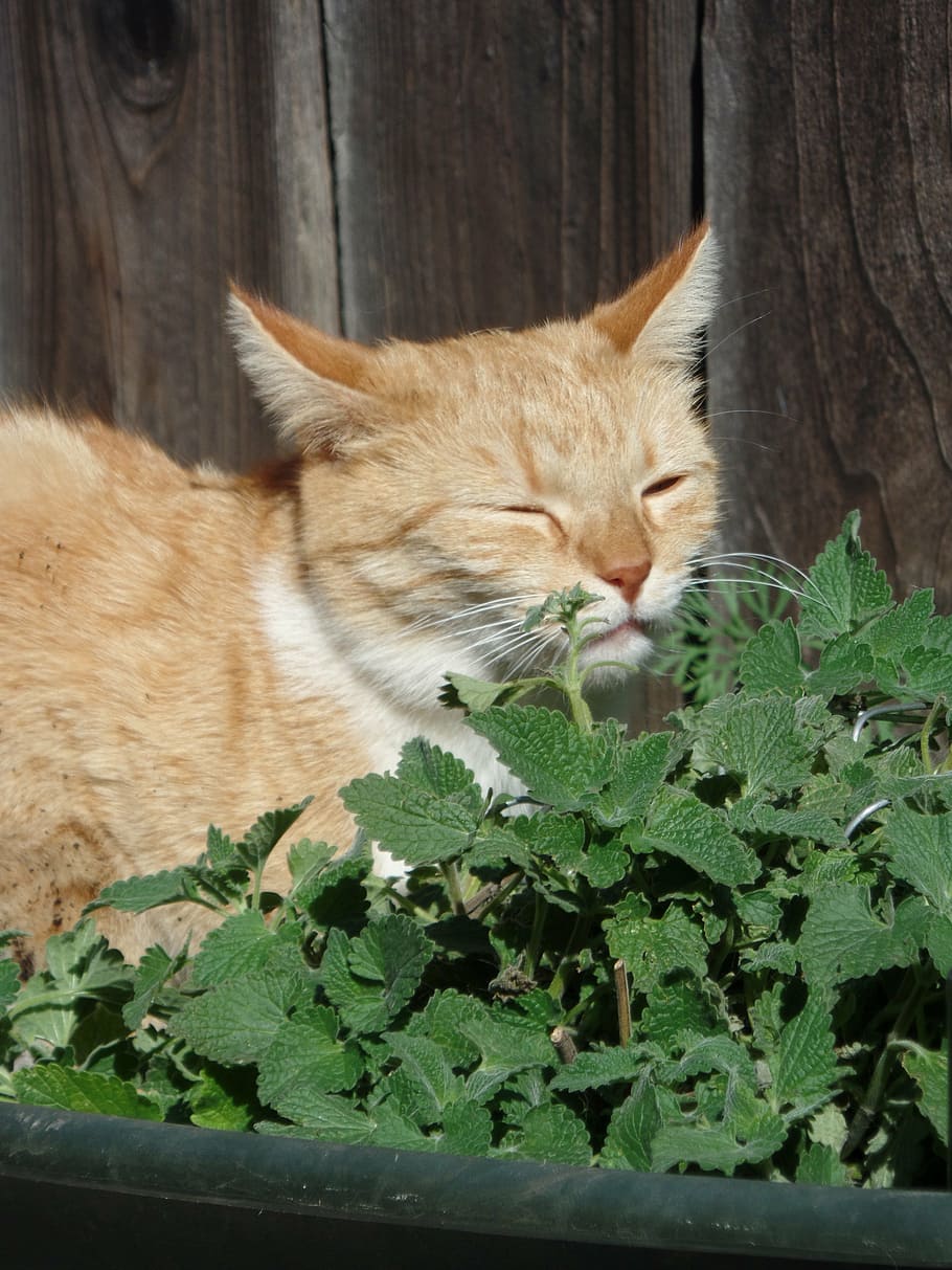 tabby cat beside plant, catnip, cute, sniff, smell, kitty, adorable HD wallpaper