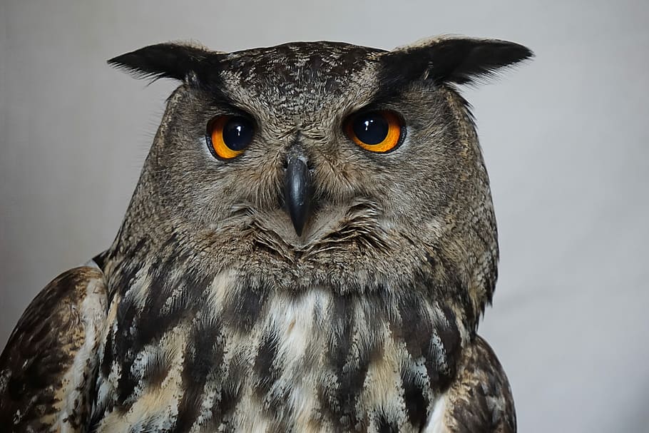closeup photo of gray owl, Hedwig, Harry Potter, Eagle Owl, bird