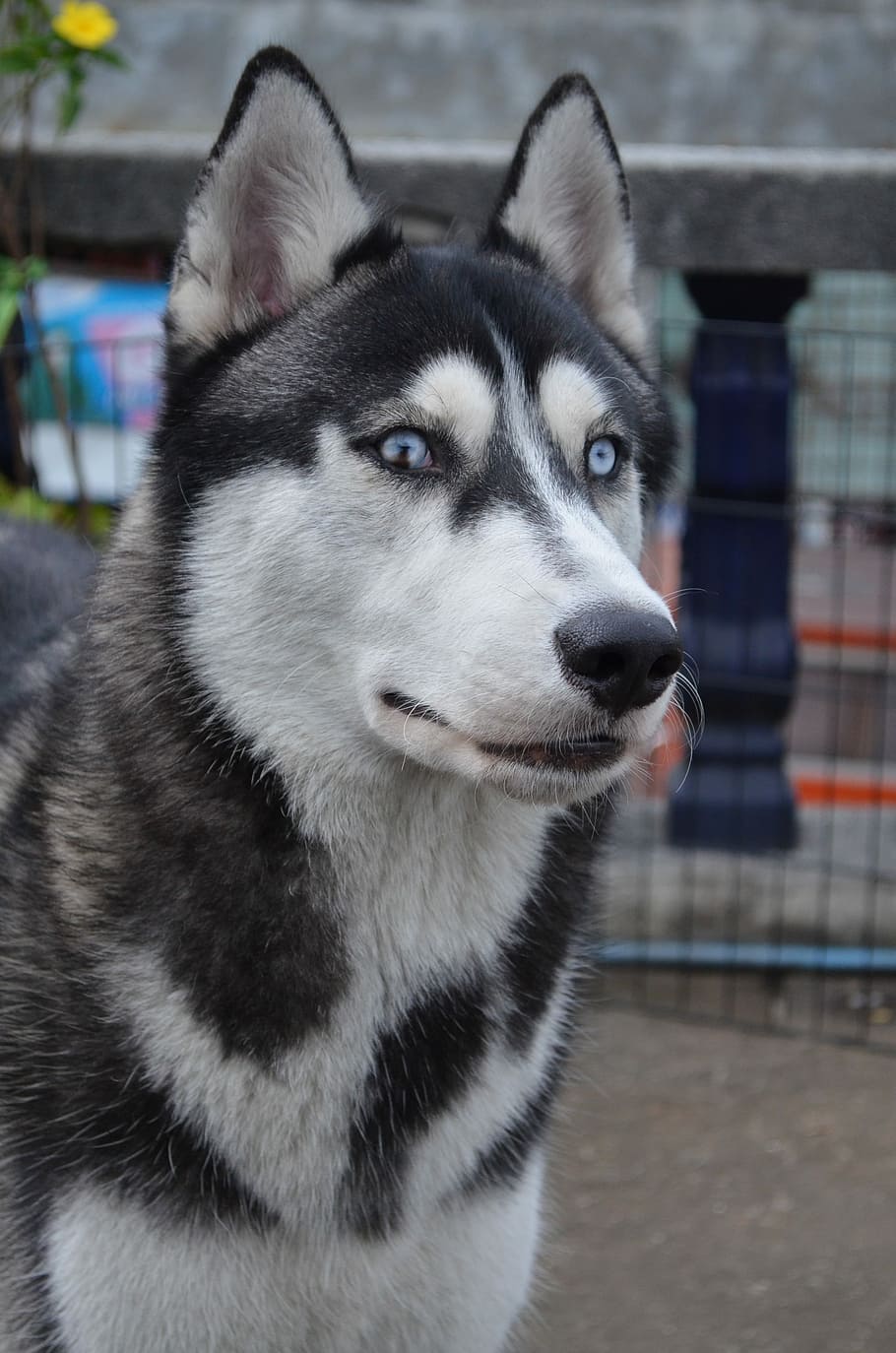 Dog, Husky, Pet, domestic animals, animal themes, focus on foreground HD wallpaper