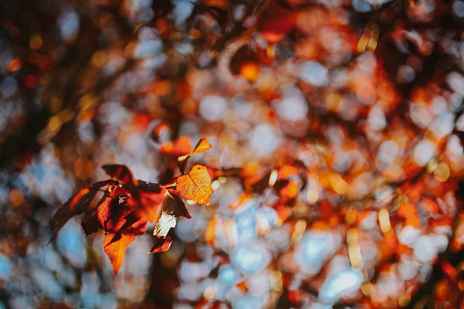 Autumn walk with dogs, leaf, leaves, nature, yellow, season, tree HD wallpaper
