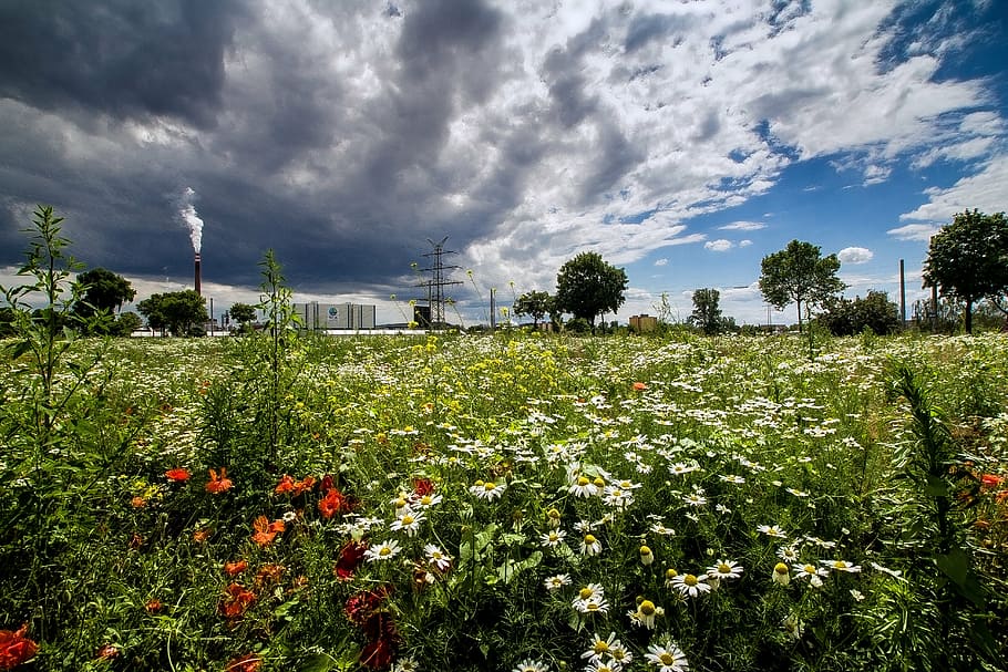 landscape, summer, clouds, flower meadow, sky, nature, plant HD wallpaper