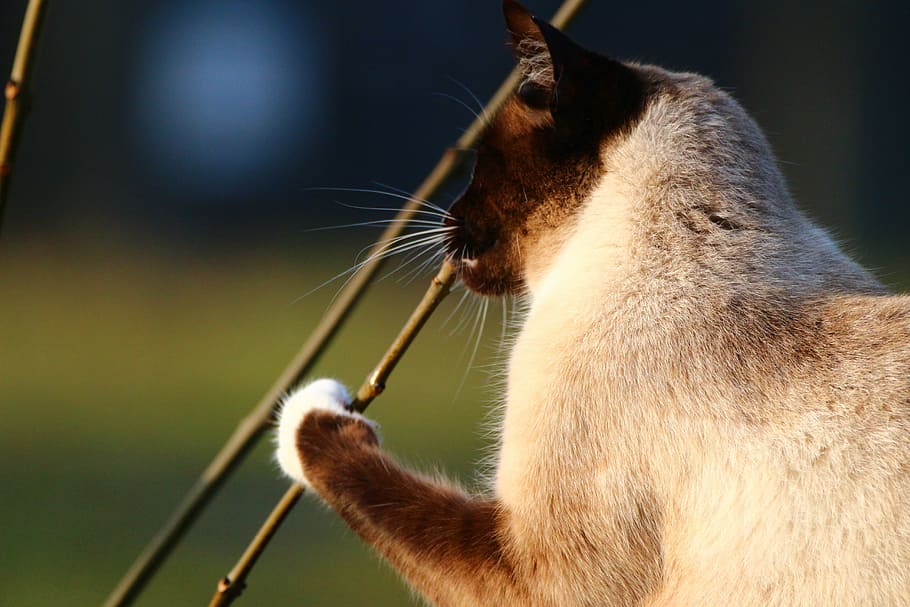 cat, siamese cat, play, branch, breed cat, mieze, pet, animal HD wallpaper