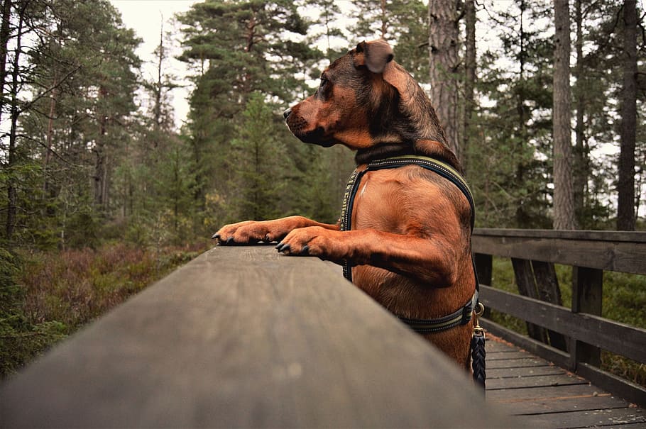 dog hanging on gray wooden bridge at daytime, man, outdoor, adult, HD wallpaper