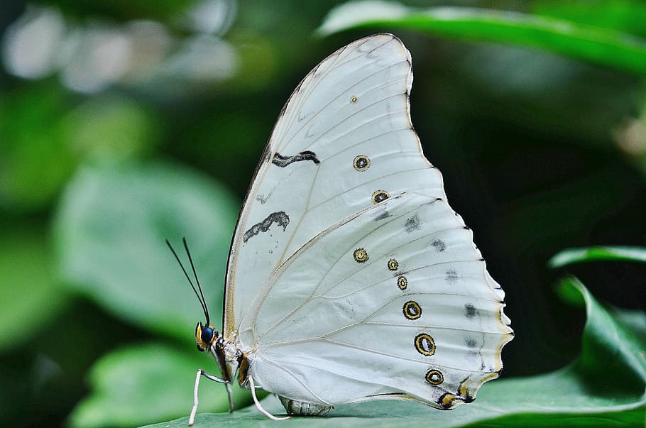 selective focus photography of white and brown spotted butterfly perched on green leaf, HD wallpaper