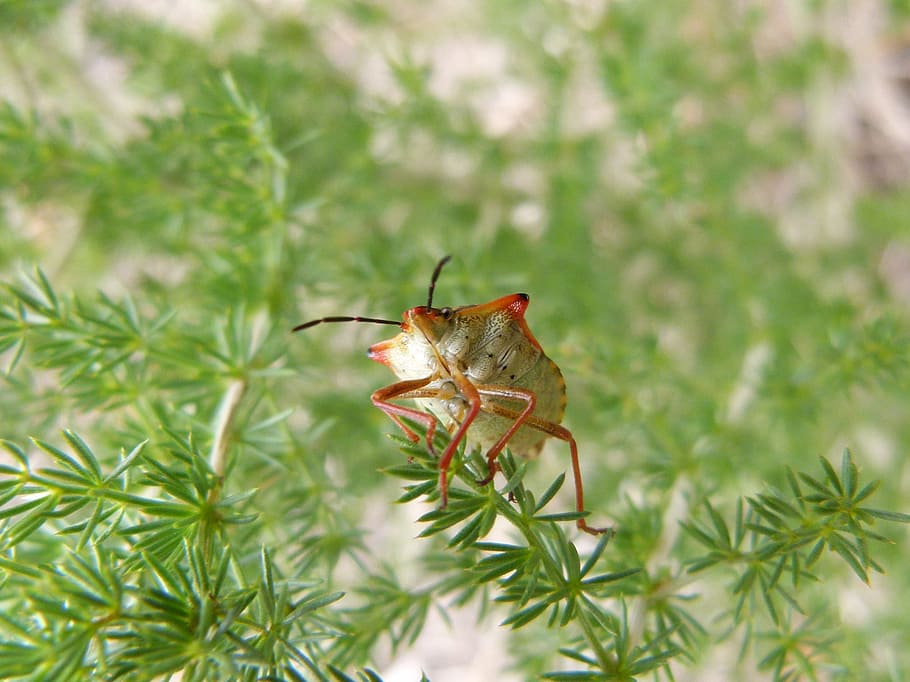 bug, beetle, detail, plant, plague, insect, one animal, animal wildlife HD wallpaper