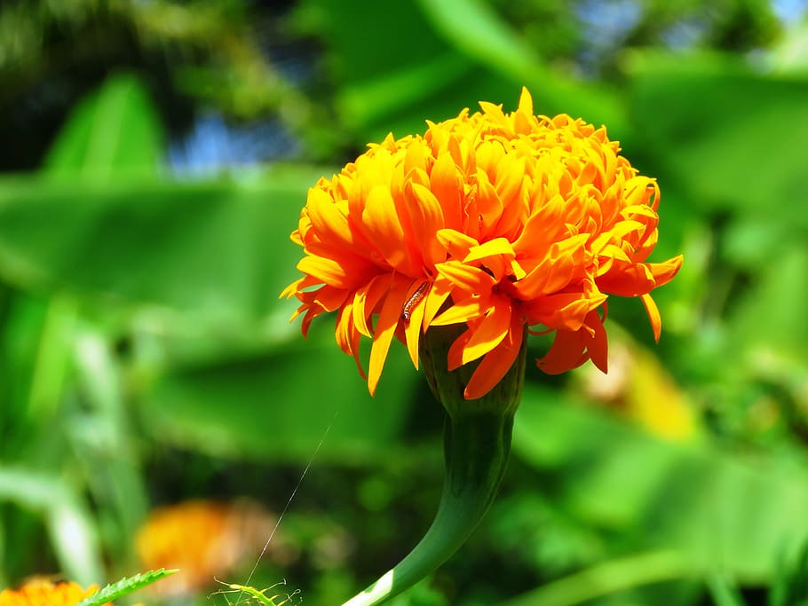 yellow, flower, fresh, flowering plant, freshness, fragility HD wallpaper