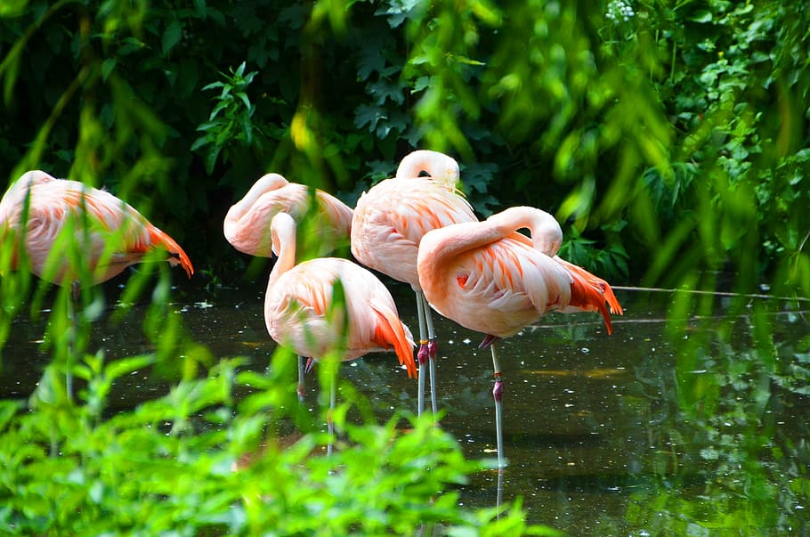 flamingos, animals, water, animal themes, bird, vertebrate HD wallpaper