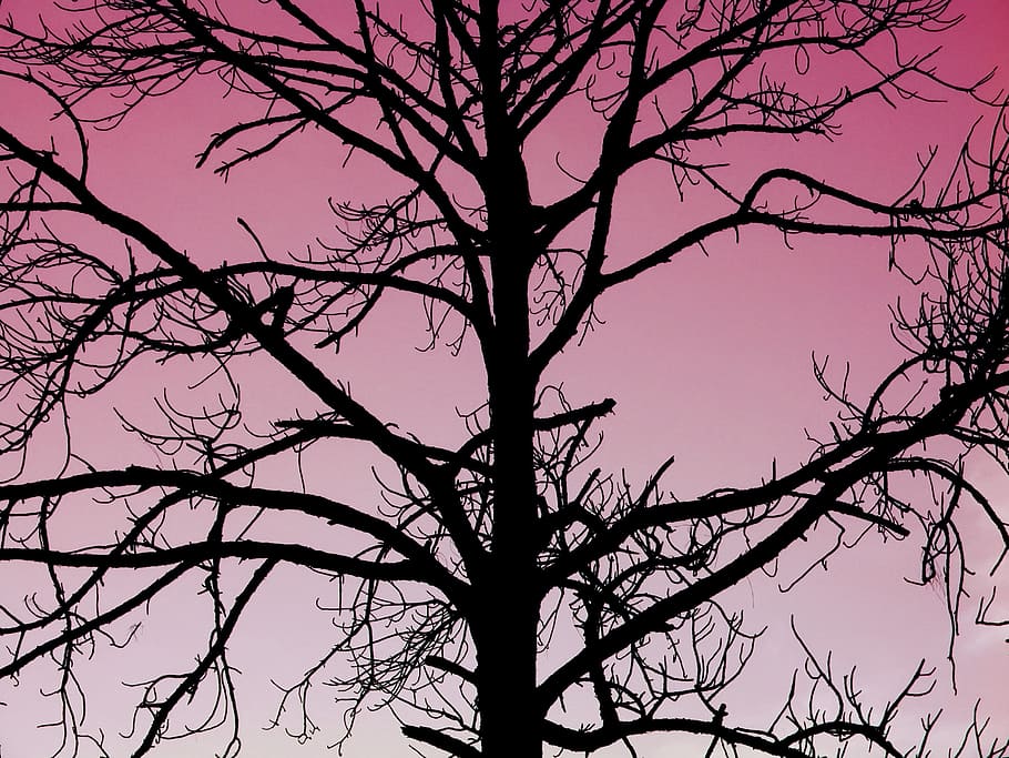 silhouette of bare tree, nature, dead, roseate, outside, mysterious HD wallpaper
