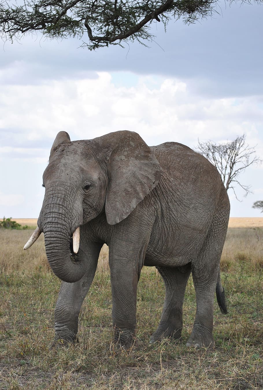 gray elephant on green grass, africa, tanzania, national park, HD wallpaper
