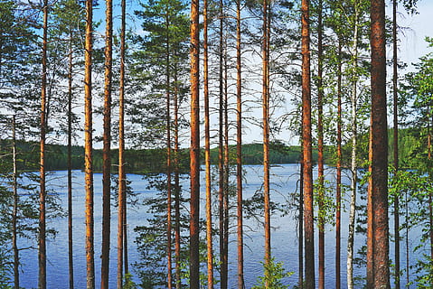 brown and green leaf trees on river, lake, view, pine, water HD wallpaper