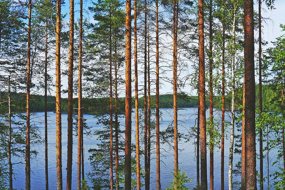 brown and green leaf trees on river, lake, view, pine, water HD wallpaper