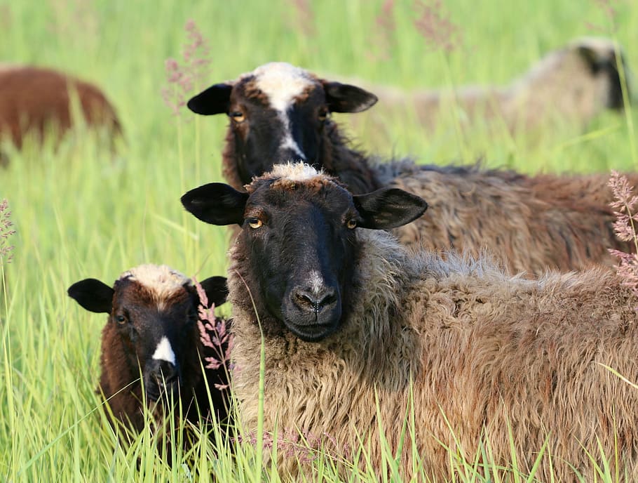 sheep, three, watch, head, curiosity, observer, herd, crowd HD wallpaper