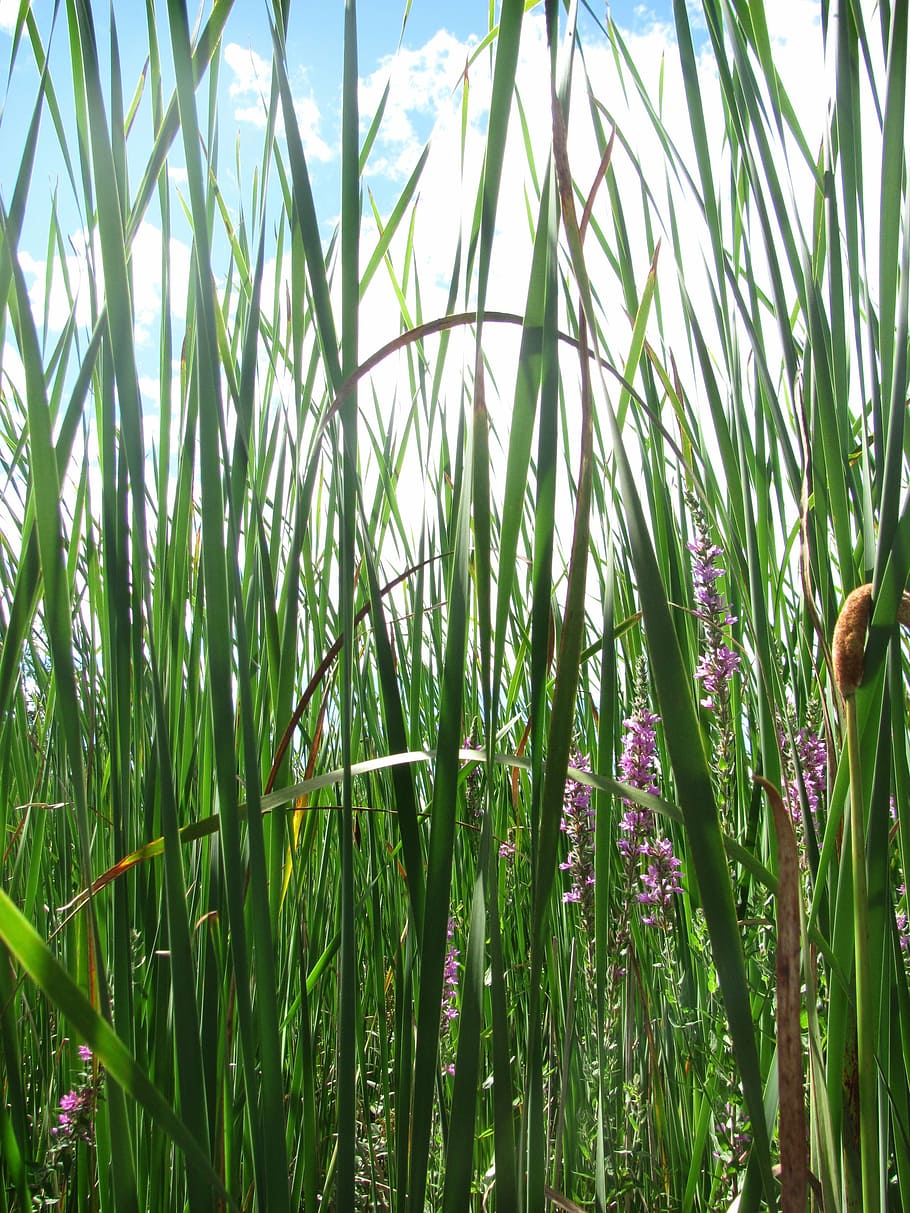 reed, leaves, plants, green, nature, grass, growth, beauty in nature HD wallpaper