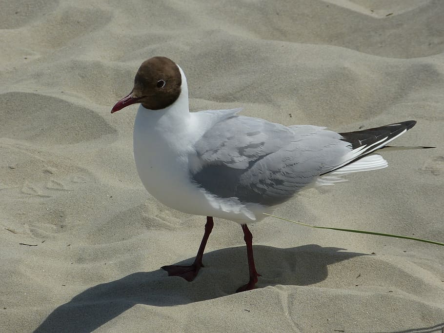 seagull, sand, beach, bird, animal themes, vertebrate, one animal HD wallpaper