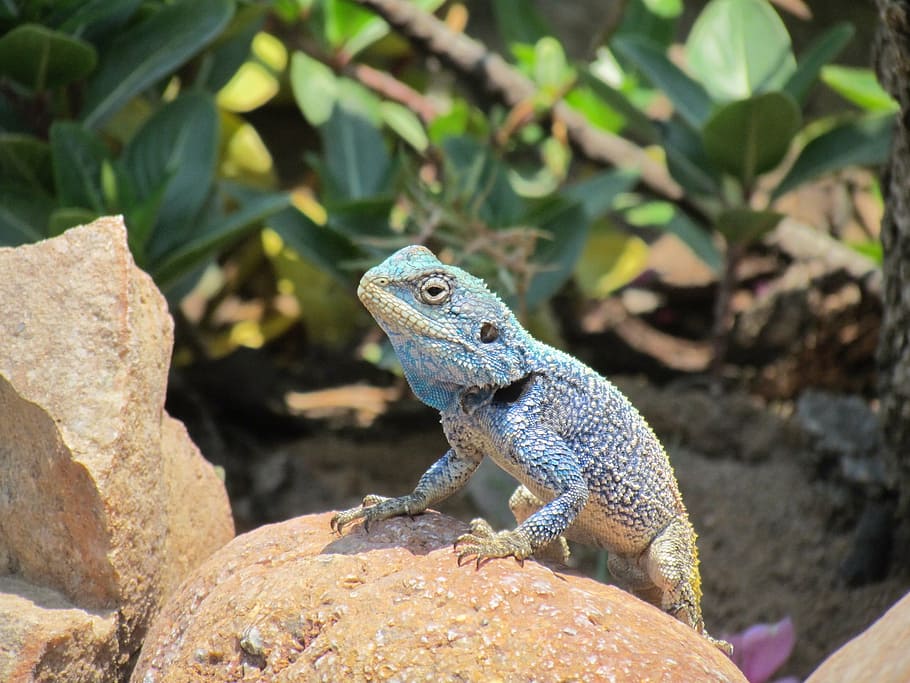 lizard, head, macro, reptile, tropical, desert, rock, outdoors HD wallpaper