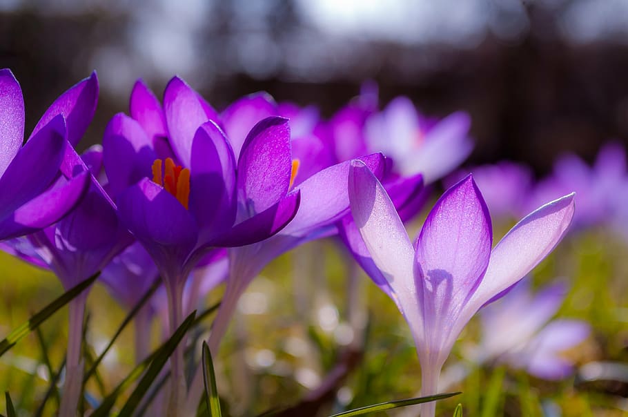 crocus, purple, yellow, grass, grasses, spring, flower, blossom HD wallpaper