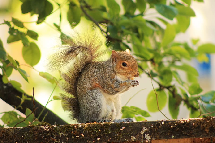 squirrel, nature, sitting, eat, nut, fence, backyard, rodent HD wallpaper
