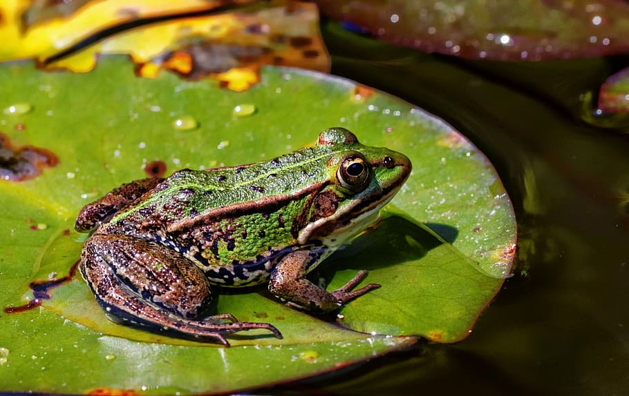 green and brown frog on green leaf, Nature, Animal, Amphibian, HD wallpaper