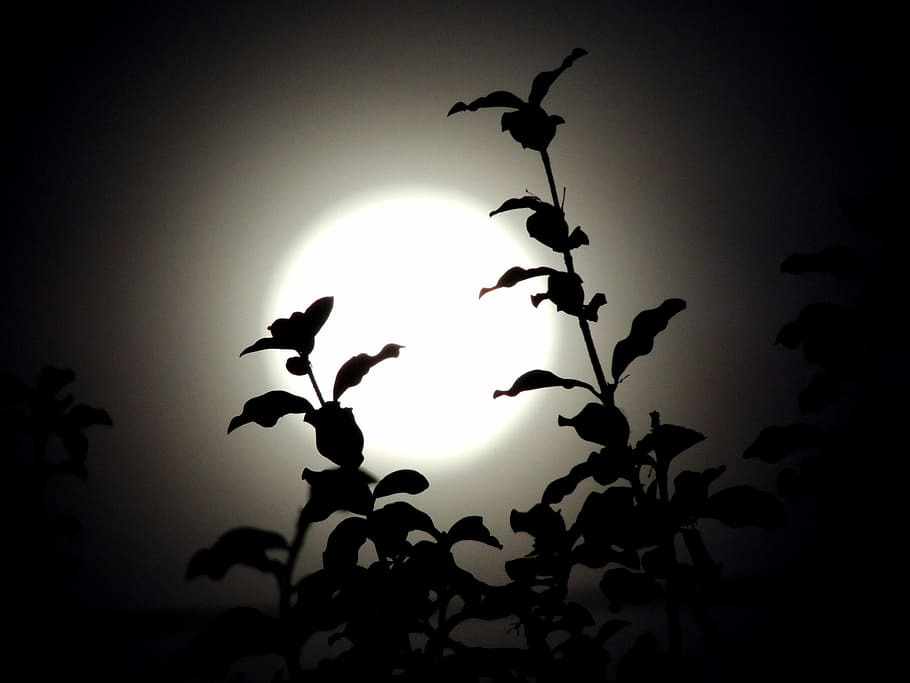 moon, twigs, night, dark, terror, fear, full moon, shadow, silhouette HD wallpaper