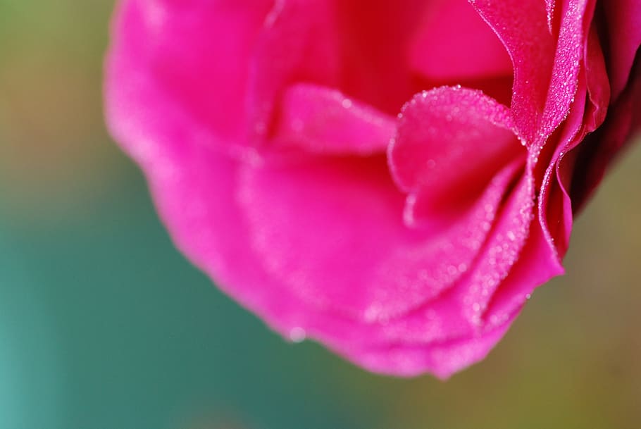 Pink, Dew, Flowers, Macro, Color, color pink, nature, plant HD wallpaper