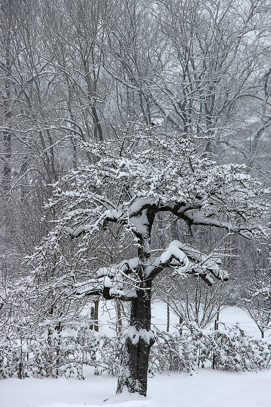 winter, snow, tree, wintry, cold, white, landscape, snowy, snow magic HD wallpaper
