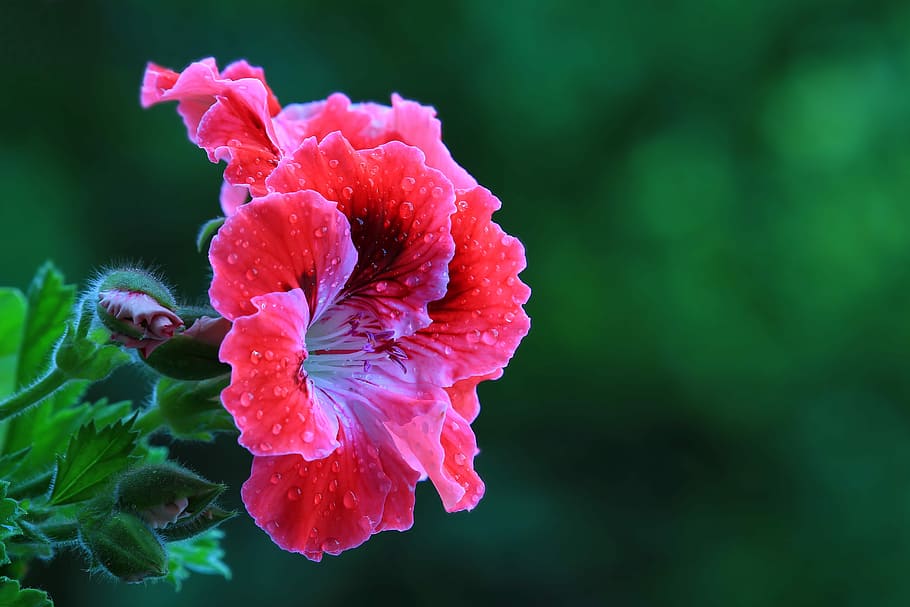 flower, blossom, spring, colors, fresh, raindrops, nature, plant HD wallpaper