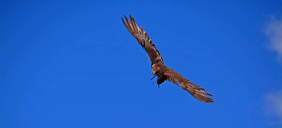 adler, flight, bird, air, raptor, bird of prey, fly, sky, dom HD wallpaper