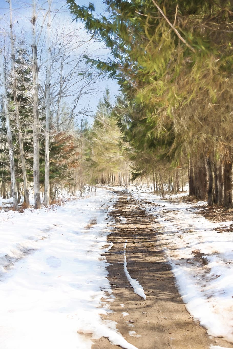 winter road, snow, country, drive, woods, tree, plant, no people HD wallpaper