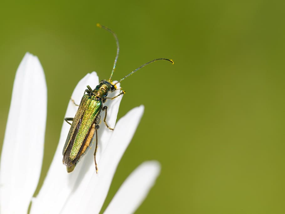 cantharis, insect, macro, one animal, animal themes, animal wildlife HD wallpaper