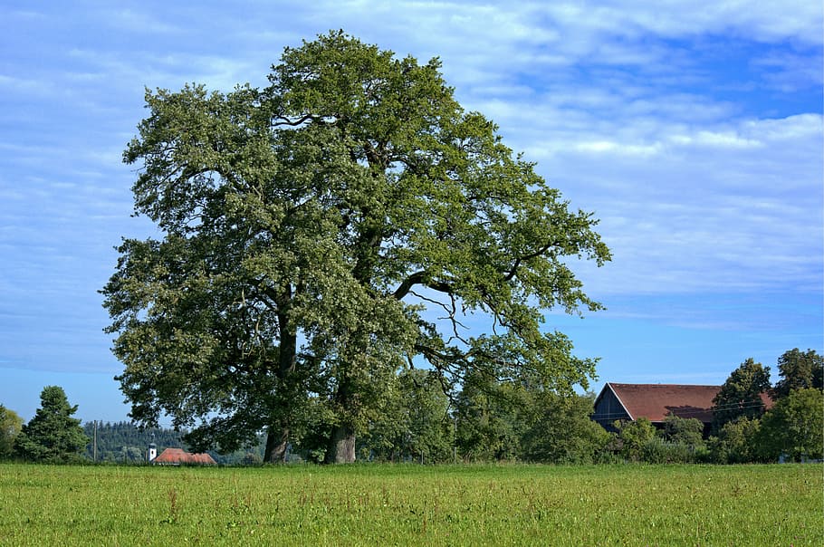 Tree, Nature, Meadow, Sky, individually, summer, green, pasture HD wallpaper