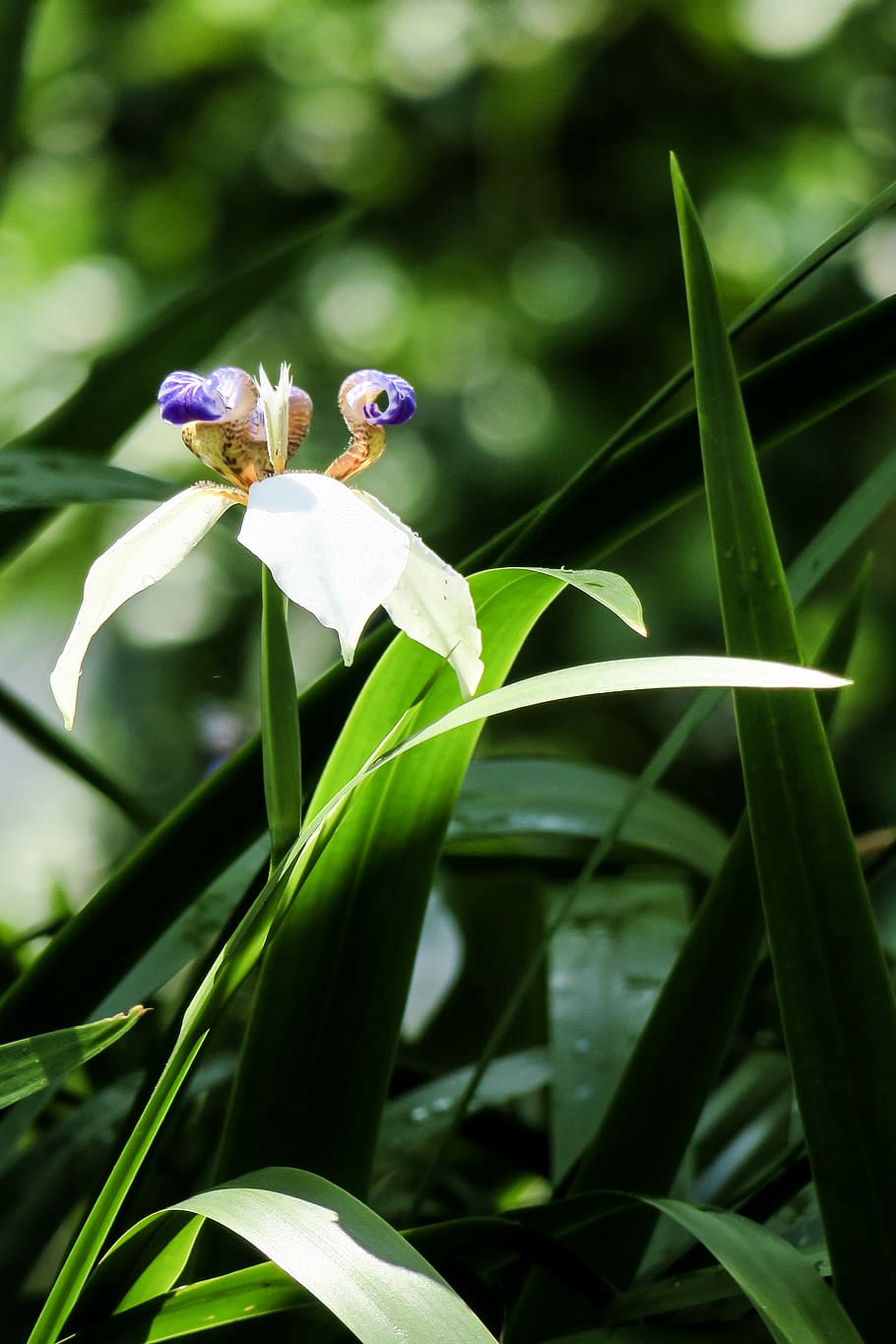 iris, nature, plant, flower, leaf, summer, garden, outdoor HD wallpaper