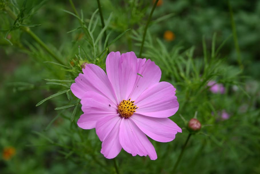 flower, fields, fleurs des champs, pink, flowering plant, fragility, HD wallpaper