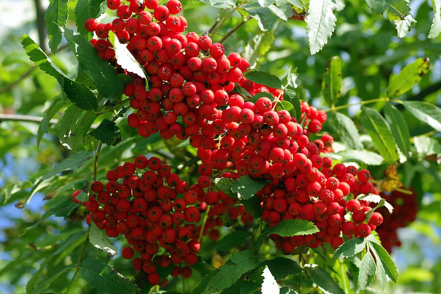rowan, fruit, red, berries, balls, branch, tree, rowan berries HD wallpaper
